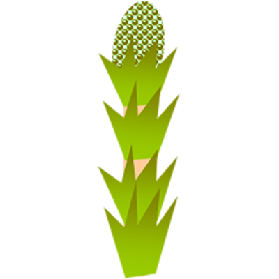 野の春をさがす（土筆 1）